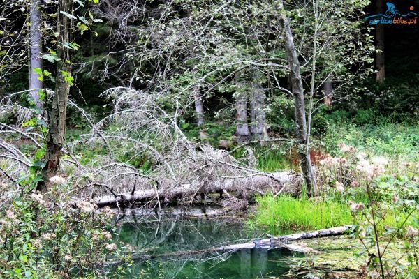 Galeria zdjęć z Leśnej Przygody w Beskidzie Niskim