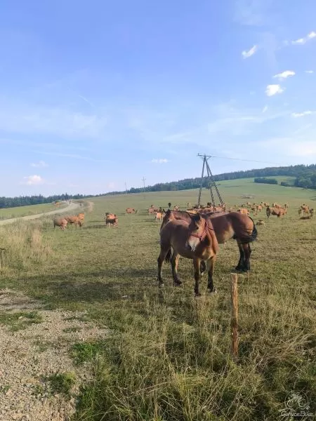 Beskid Niski na Rowerze – Zaginiony Świat Bojków, Łemków i Pogórzan